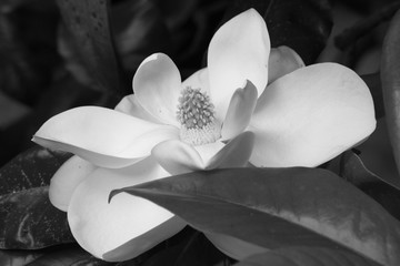 Magnolia blossoms in Black and White