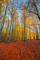 It's autumn time. Colorful leaves on tree branches. Yedigoller. Bolu.