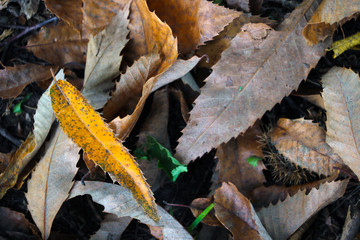 Yellow leaves lie on the grass. Autumn has come.