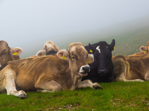 Big cows graze, rest in the Alpine meadow in Austria.