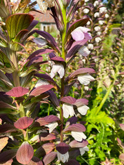 Closeup of blooming acanthus hungaricus flower in summer (focus on center)