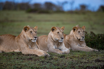Obraz na płótnie Canvas Three lion brothers at Olare Motorogi Conservatory, Kenya.