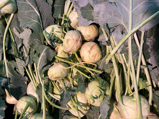 Closeup of isolated group raw fresh kohlrabi cabbages on german market