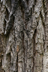 Texture of old tree bark