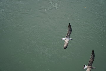 Seagull flying over tevere river in Rome, Italy