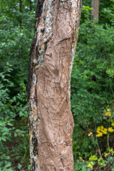 Fototapeta premium caring for damaged pine trees. Extraction of wood resin