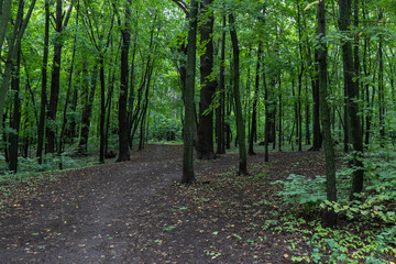 A dark and gloomy Park on a cloudy day, a path in the forest