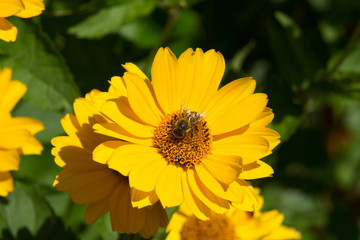 A bee collects honey nectar on a yellow chamomile flower.