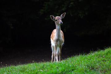 Beautiful young sika deer at the edge of the forest.