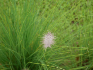 green grass on nature background