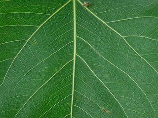 green leaves background, teak leaf