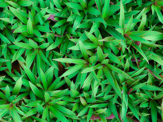 green grass on nature background