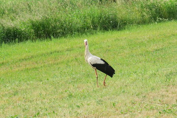 stork in the grass