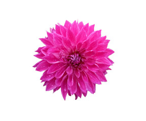 pink dahlia isolated on white