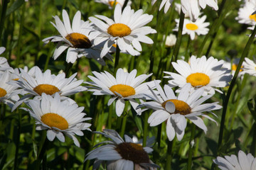 Daisy in the Sunshine