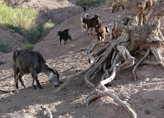 Ziegenherde und Baumwurzel in der Wüste in Jordanien