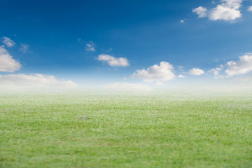 Fototapeta na wymiar green grass and blue sky