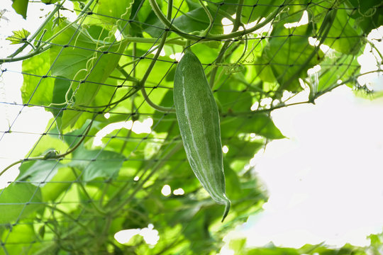 Top, leaves, flowers and fruits of snake gourd.