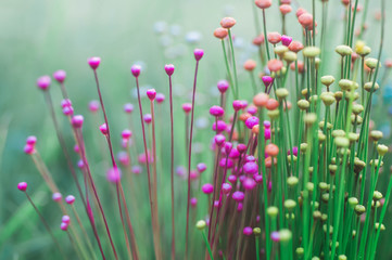 pink flowers in the grass