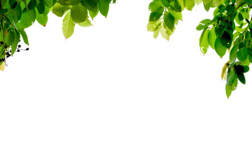 Tree leaves wallpaper with copy space.