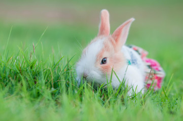 rabbit on grass