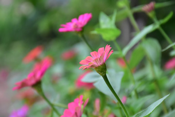 Pink zinnia flowers with natural colour background.