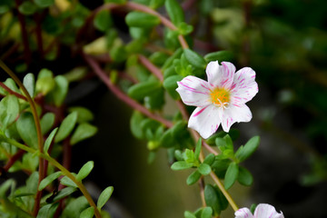 Common Purslane, Verdolaga, Pigweed, Little Hogweed or Pusley flowers