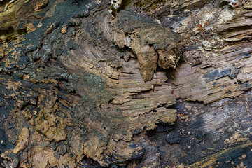 Grungy bark of a decaying tree