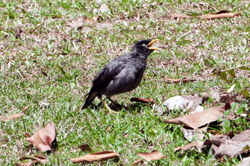 Fototapeta premium 28 February 2015, Singapore: Javan Myna or Acridotheres Javanicus at Singapore.