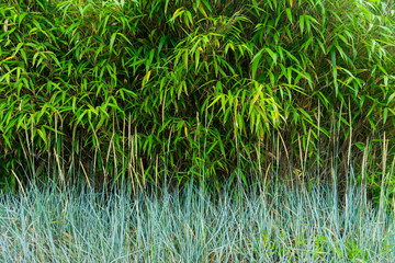Fototapeta premium Green leafy texture with gradient of bluish, green plants