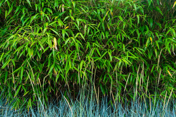 Fototapeta premium Oriental plant textures, bamboo, sprouts, and leafy growth background