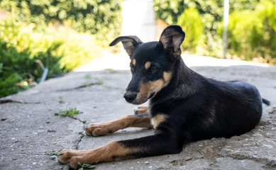 The dog lies in the shade of the house on a hot summer day. The dog is in the house.