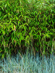 Oriental plant textures, bamboo, sprouts, and leafy growth background vertical