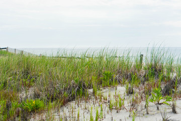 Sand dunes with vegetation near the Atlantic Ocean, Long Beach Island, New Jersey © Michael Moloney