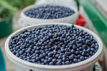 blueberries in a bucket