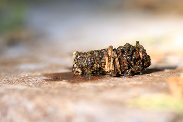 Fototapeta na wymiar Köcherfliegenlarve in ihrem Köcher