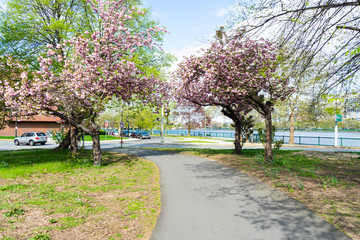 Spring colorful floral pathway with plants and flowers in bloom on a walk through Boston