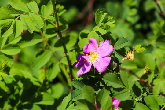 A purplish pink wild rose flower in bloom . High quality photo