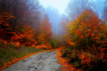 It's autumn time. Colorful leaves on tree branches. Yedigoller. Bolu.