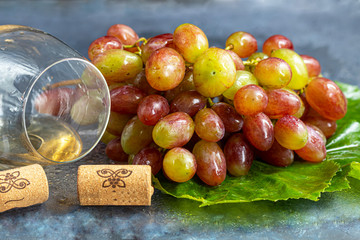 Large and light, wine grapes. It is covered with a white coating called yeast. Glasses are filled with light wine. Water drops on berries. On a gray background.