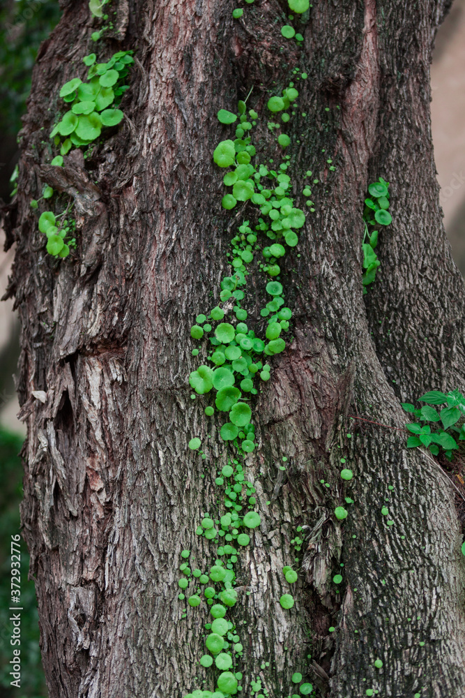 Sticker vertical shot of pennywort growing on a tree trunk