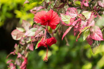 Close up Pollen of red Hibiscus rosa-sinensis