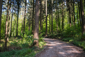 Wald