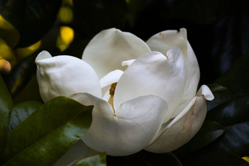 Fototapeta na wymiar Magnolia Tree in Bloom