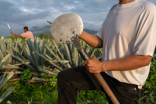 El campesino jimador est&aacute; limando su coa agavera para cortar las pencas del agave.