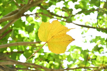 A yellow leave falling from the tree