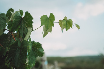 Close up of green grape leaves from a vineyard against blue sky in rural Moldova