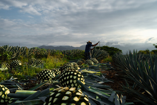Muy temprano el campesino est&aacute; cortando el agave.
