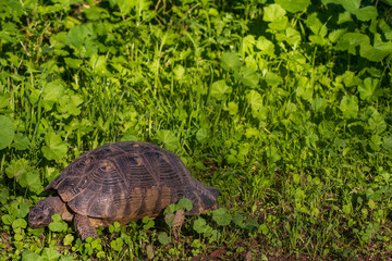 turtle in the grass