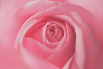 Fototapeta na wymiar ピンク色のバラのクローズアップ